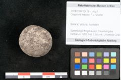 Foto (Objekt + Etikett) von Celyphina maccoyi F.V. Mueller (NHMW-GEO-2024-0188-10419)